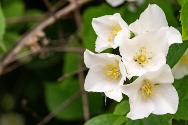 Güzel beyaz çiçeklerin yakın görüntüsü