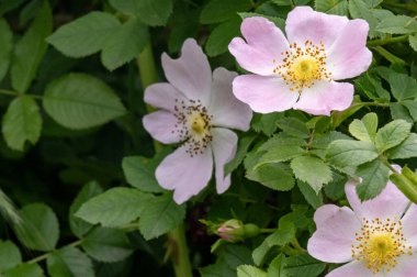 Bahçedeki çiçek açan çiçekleri kapatın.