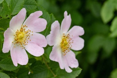 Bahçedeki çiçek açan çiçekleri kapatın.