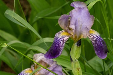 Güzel parlak çiçekler, yakın görüş.