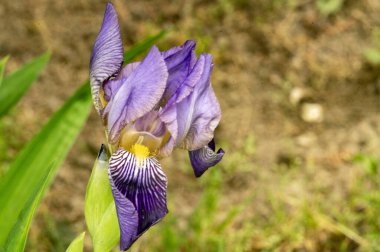 bahçede çiçeklenme çiçek yakın