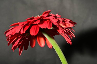 Güzel Gerbera çiçeği, yakın görüş.