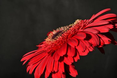 Güzel Gerbera çiçeği, yakın görüş.