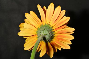 Güzel Gerbera çiçeği, yakın görüş.