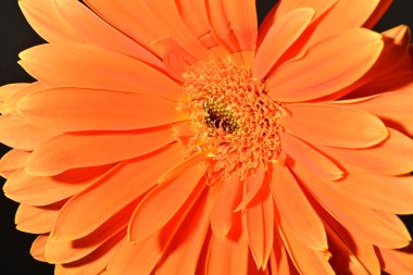 Güzel Gerbera çiçeği, yakın görüş.