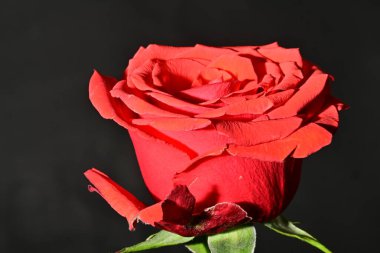 Güzel gül çiçeği, yakın görüş.