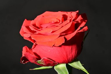 Güzel gül çiçeği, yakın görüş.