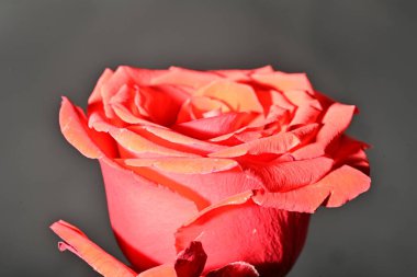 Güzel gül çiçeği, yakın görüş.