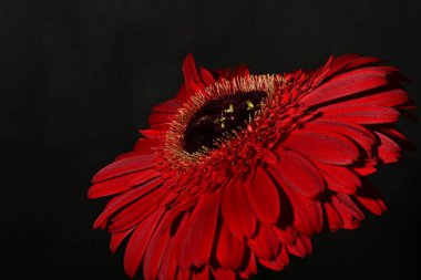 Güzel Gerbera çiçeği, yakın görüş.