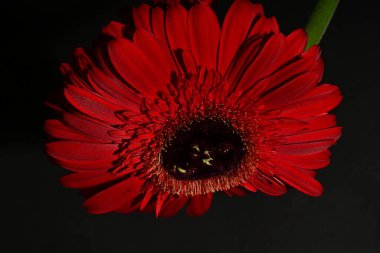 Güzel Gerbera çiçeği, yakın görüş.