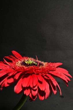 Güzel Gerbera çiçeği, yakın görüş.