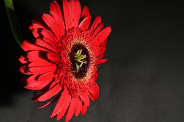 Güzel Gerbera çiçeği, yakın görüş.