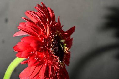 Güzel Gerbera çiçeği, yakın görüş.