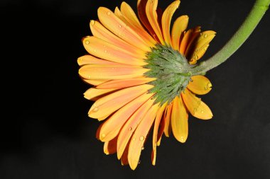 Güzel Gerbera çiçeği, yakın görüş.