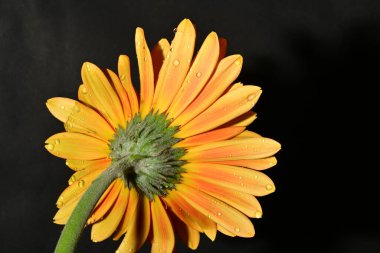 Güzel Gerbera çiçeği, yakın görüş.