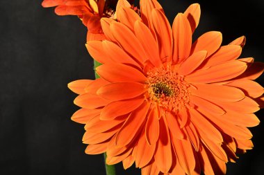 Güzel Gerbera çiçeği, yakın görüş.