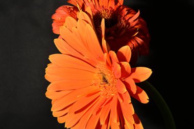 Güzel parlak çiçekler, yakın görüş.