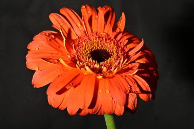 Güzel Gerbera çiçeği, yakın görüş.