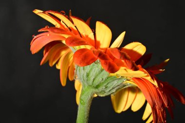 Güzel Gerbera çiçeği, yakın görüş.