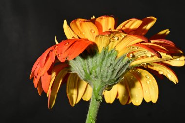 Güzel Gerbera çiçeği, yakın görüş.