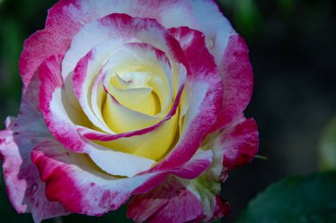 Güzel parlak çiçek, kapat manzarayı.