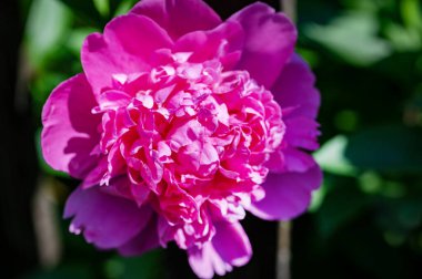 Güzel parlak çiçek, kapat manzarayı.