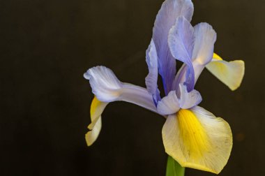 Güzel parlak çiçek, kapat manzarayı.