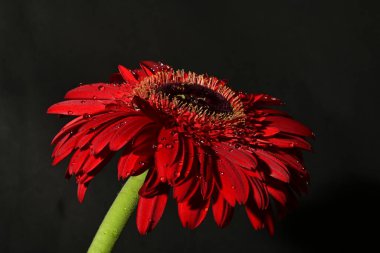 Güzel Gerbera çiçeği, yakın görüş.