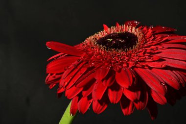 Güzel Gerbera çiçeği, yakın görüş.