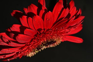 Güzel Gerbera çiçeği, yakın görüş.