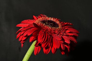 Güzel Gerbera çiçeği, yakın görüş.