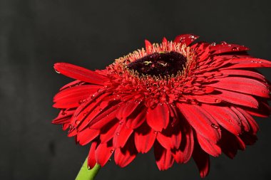 Güzel Gerbera çiçeği, yakın görüş.
