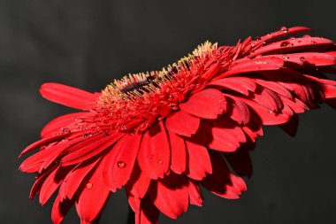 Güzel Gerbera çiçeği, yakın görüş.