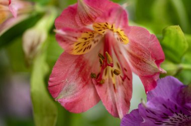 Güzel parlak çiçek, kapat manzarayı.