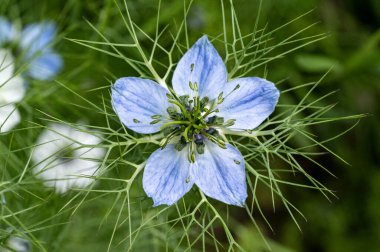 Güzel parlak çiçekler, yakın görüş.