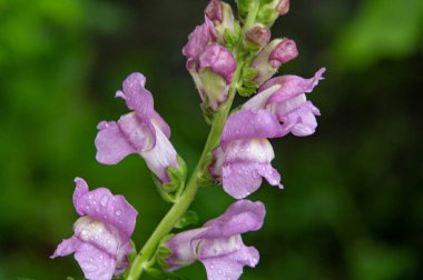 Güzel parlak çiçek, kapat manzarayı.