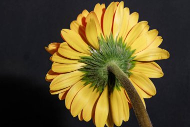 Güzel Gerbera çiçeği, yakın görüş.