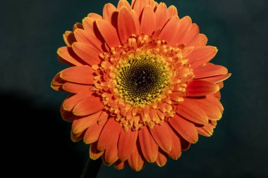 Güzel Gerbera çiçeği, yakın görüş.