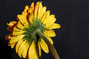 Güzel Gerbera çiçeği, yakın görüş.