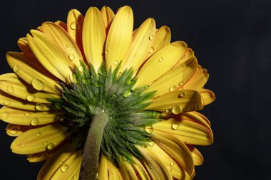 Güzel Gerbera çiçeği, yakın görüş.