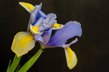 Güzel parlak çiçek, kapat manzarayı.