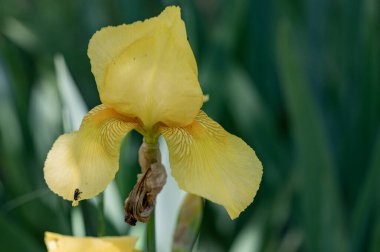 Güzel parlak çiçek, kapat manzarayı.