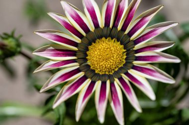 Güzel parlak çiçek, kapat manzarayı.