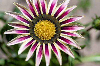 Güzel parlak çiçek, kapat manzarayı.