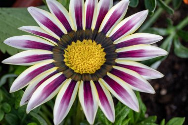 Güzel parlak çiçek, kapat manzarayı.