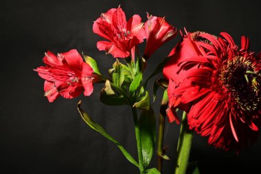 Güzel parlak çiçekler, yakın görüş.