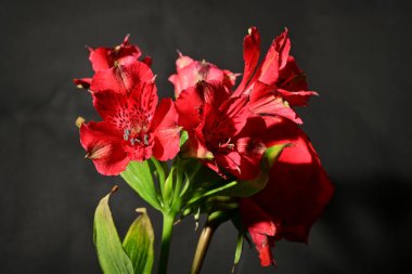 Güzel parlak çiçekler, yakın görüş.