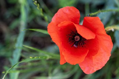 bahçede çiçeklenme çiçek yakın