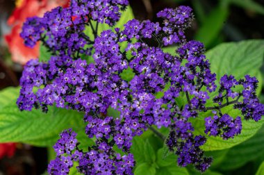 Bahçedeki çiçek açan çiçekleri kapatın.