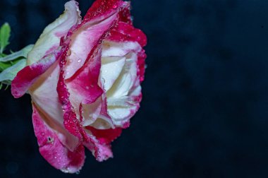 Bahçedeki çiçek açan gülü kapat.